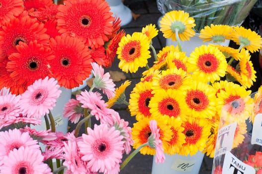 Shot of pink, red and yellow gerberas