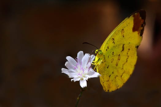 Butterfly is feeding sweet on a Flower