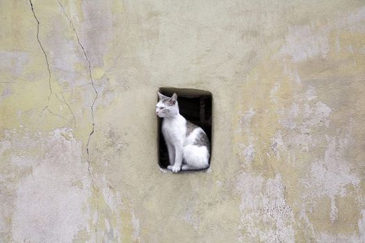 A cat sitting on the edge of square hole on the wall in downtown Vilnius, Lithuania.