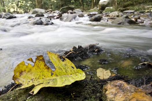 Leaf with a river as background found in a tropical rainforest.