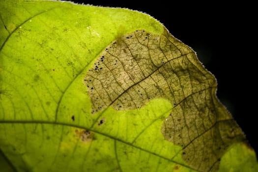 Close-up of leaf, can use as background for design.