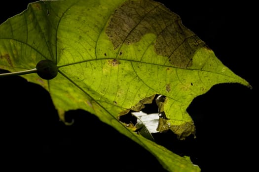 Close-up of leaf, can use as background for design.