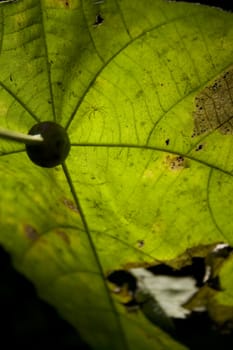 Close-up of leaf, can use as background for design.