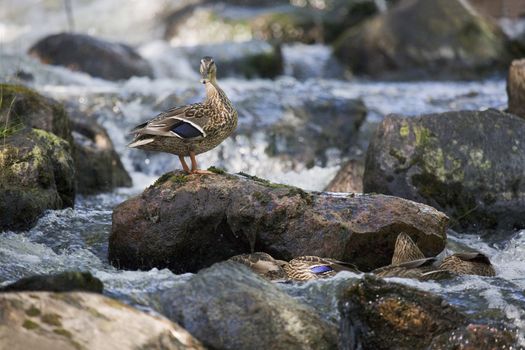Wild mother duck guarding her ducklings.