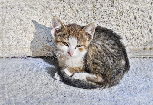 Small, sad, abandoned kitten sitting on the street.