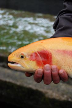 golden salmon