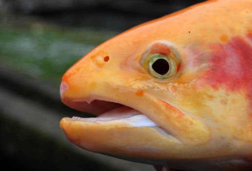 golden salmon