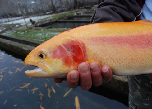 salmon