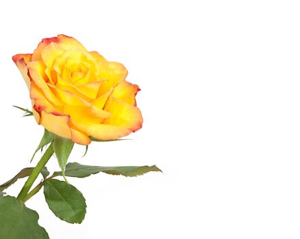 An image of a nice yellow rose