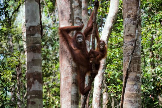 Female with the kid of the orangutan on a tree. Indonesia.Borneo.