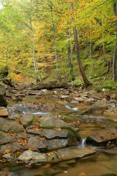 Forest spring in autumn.