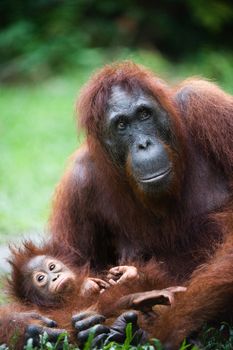 Female the orangutan with the kid on a grass. Indonesia. Borneo.
