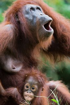 The female with the kid of the orangutan has begged. Borneo.Indonesia.