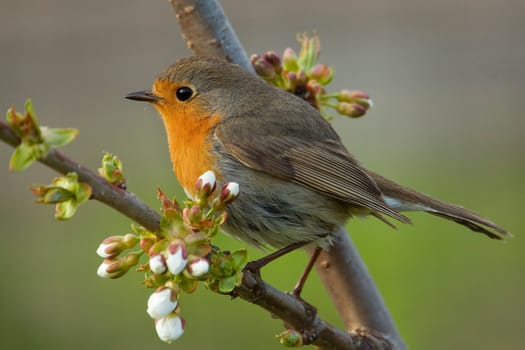 European Robin (Erithacus rubecula), sitting on a blooming branch.