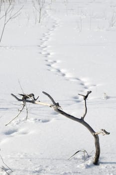 Winter.Russia.The strong frost and is a lot of snow.