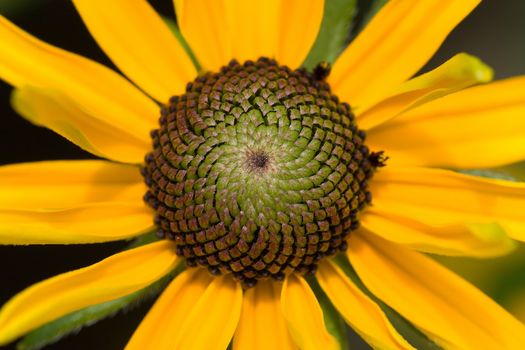 Closeup of yellow flower head