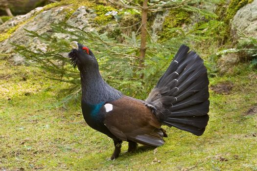 Wood Grouse ( Tetrao urogallus L.) courting to female.