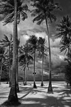 Black and white picture of palm trees on a beach in Thailand