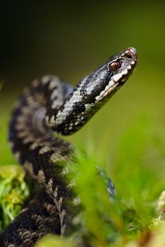 Common Viper prepares for a throw.Vipera berus, the common European adder or common European viper, is a venomous viper species that is extremely widespread.