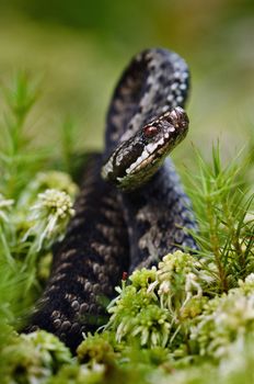 The snake has accepted a menacing pose and is ready to a throw.