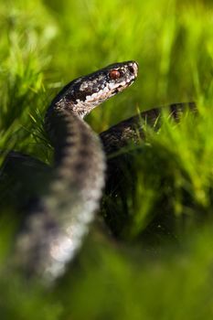 Vipera berus, the common European adder or common European viper, is a venomous viper species that is extremely widespread and can be found throughout most of Western Europe and all the way to Far East Asia.