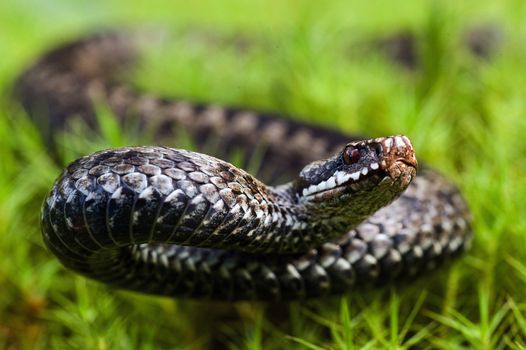Vipera berus, the common European adder or common European viper, is a venomous viper species that is extremely widespread and can be found throughout most of Western Europe and all the way to Far East Asia
