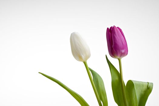 white and purple tulips isolated