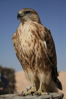 Portrait of falcon in desert, Tunisia.