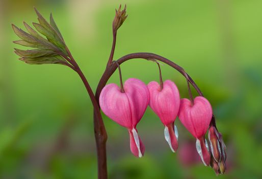 Group of heart shaped flowers hanging from branch.