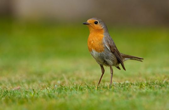 European robin (Erithacus rubecula) standing on grass. 