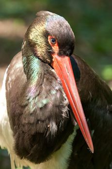 Portrait of Black Stork (Ciconia nigra).