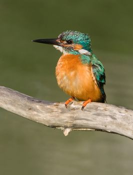 Kingfisher (Alcedo atthis)  sitting on branch.