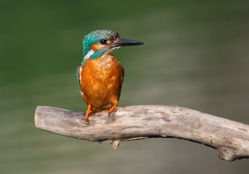 Kingfisher (Alcedo atthis)  sitting on branch.