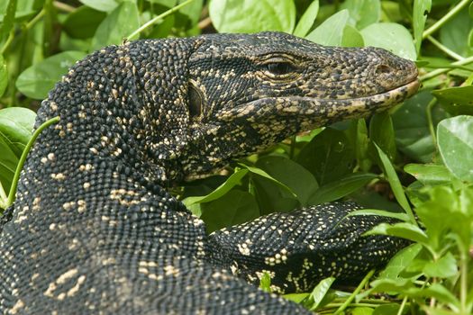 Closeup of wild water monitor (Varanus salvator)