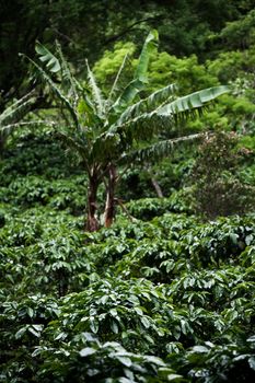 Many coffee plants on plantation in Costa Rica