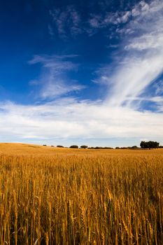 Yellow wheat field with a great blue sky and clouds 