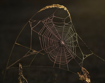 Early in the morning dewdrops on a web were lit by iridescent light.