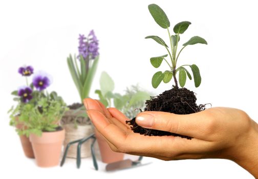 Womans Hand Holding New Springtime Seedling With Potting Pots in the Background. Background is Intentionally Out of Focus.