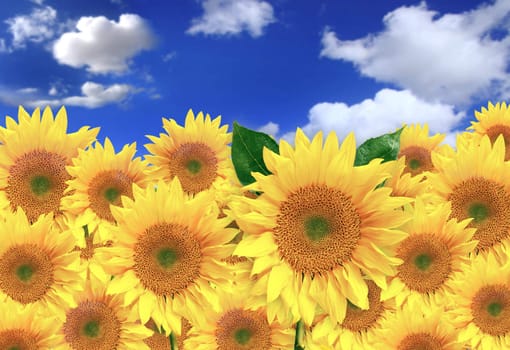 Bright Happy Sunflowers in a Field on a Sunny Day