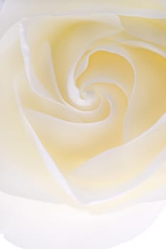 Closeup of white rose leaves, macro