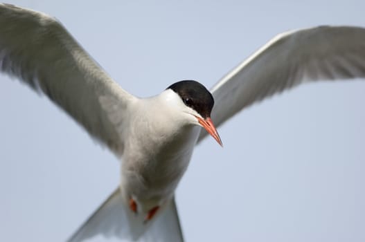 The Common Tern (Sterna hirundo) is a seabird of the tern family Sternidae.