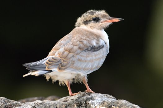 Baby bird of Common Tern./ The Common Tern (Sterna hirundo) is a seabird of the tern family Sternidae.