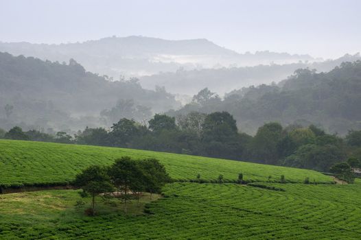 Tea plantations. Bwindi. Uganda. Africa.