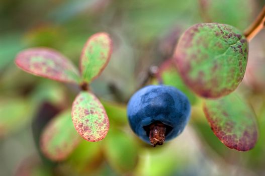 Blueberries are flowering plants of the genus Vaccinium (a genus which also includes cranberries and bilberries) with dark-blue berries and is a perennial.