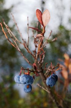 Blueberries are flowering plants of the genus Vaccinium (a genus which also includes cranberries and bilberries) with dark-blue berries and is a perennial.