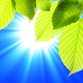 summer or nature concept with green leaf and sky