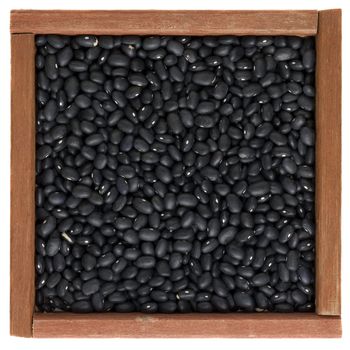 black turtle beans in a square primitive, wooden, box or frame isolated on white