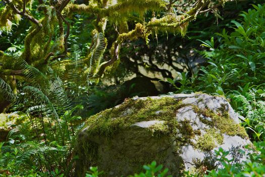 Moss coverd boulder surrounded by green ferns and other plants