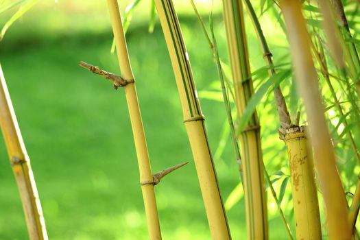 bamboo background