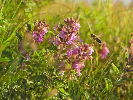 Flowers and a little bee in summer